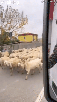 A River of Sheep Flood the Streets