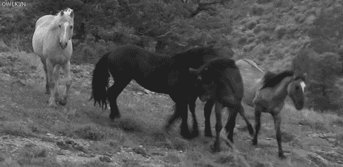 black and white horses GIF