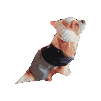 新年 Cavalierkingcharlesspaniel Sticker