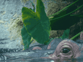 Happy Whats Up GIF by San Diego Zoo Wildlife Alliance