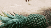 California Desert GIF by ATARASHII GAKKO!