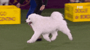 GIF by Westminster Kennel Club