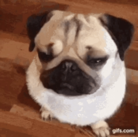 pizzavetrata giphycreatortest GIF