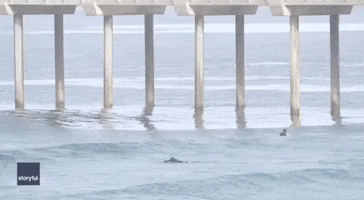 Swimmers Narrowly Avoid Orca Attacking Dolphin in San Diego