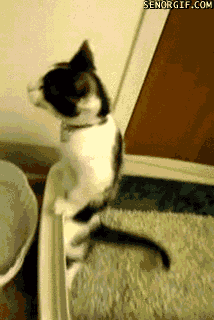 hind legs litterbox GIF by Cheezburger