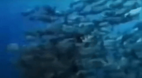 uncompl1cated giphygifmaker GIF