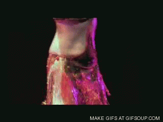 belly GIF