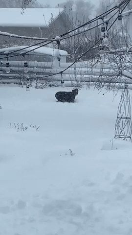 Dogs Play in Fresh Snow Amid Winter Storm in Fargo