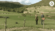 APuntMedia perro pastor a punt apunt GIF