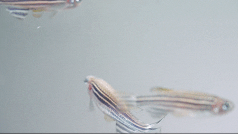 Stowers_Institute giphyupload GIF