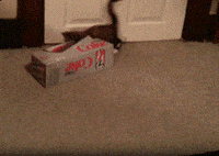 Cat Chasing GIF