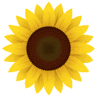 kartazy flower sun yellow plant Sticker