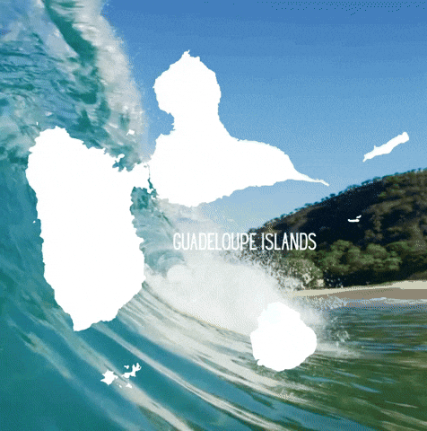 Caribbean Papillon GIF