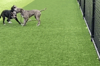 HWAC dogs playtime hwac2020 helenwoodward GIF