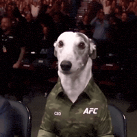 Italian Greyhound Wtf GIF by SMOL