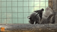 Playful Raccoon and Coati Share Adorable Friendship