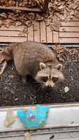 Sneaky Raccoon Swipes Cookies From Ontario Window Sill