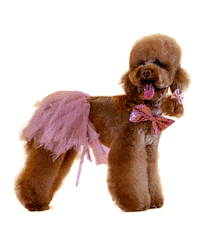 Bbc One Lol Sticker by BBC