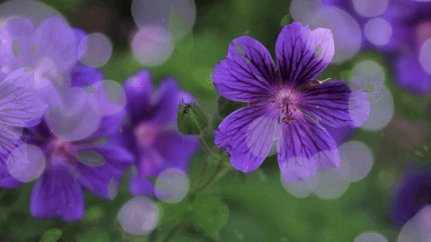 SojournstarMedia giphyupload nature flowers relax GIF