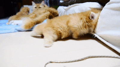 week bed GIF