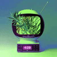 lolalola weed cannabis vape bwelt GIF