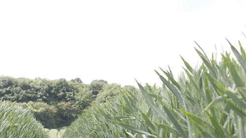 uk england GIF by BBC Earth