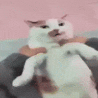 derekhammondf5e57d4859e54e349f0ff0772fc78e17  GIF