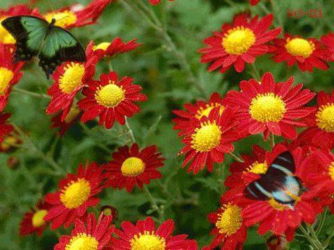 butterflies GIF