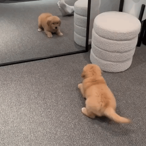 Golden Retriever Puppy Squares Up In Mirror