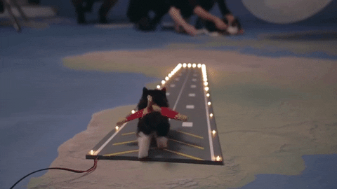 kitten taking GIF