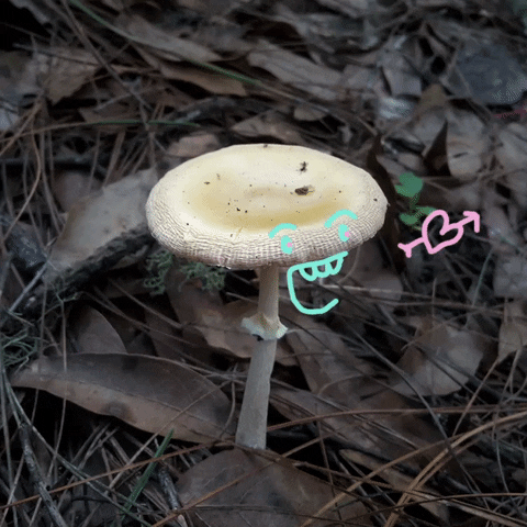 magic mushrooms witches GIF by zapatoverde