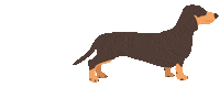 Sausage Dog Sticker