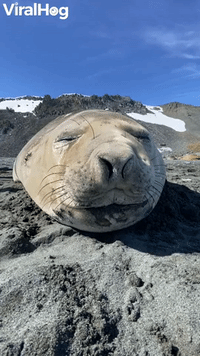 Seal Sneezes Sound Like Farts