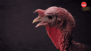 Thanksgiving Turkey GIF by BuzzFeed