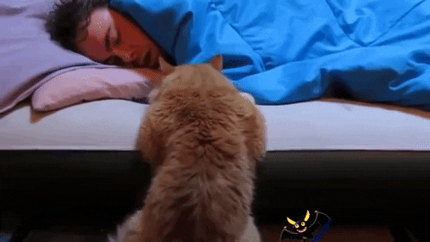 Migatapersa giphygifmaker gato me despierta GIF