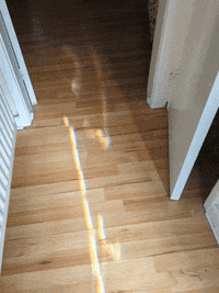 KantoLegend_ dog puppy zoom doggo GIF