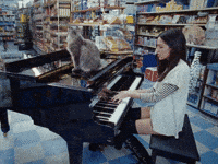 Music Video Cats GIF