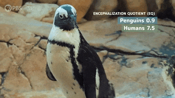 Shake Penguin GIF by PBS Digital Studios