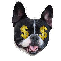 french bulldog littleromy Sticker by Alycia Marie