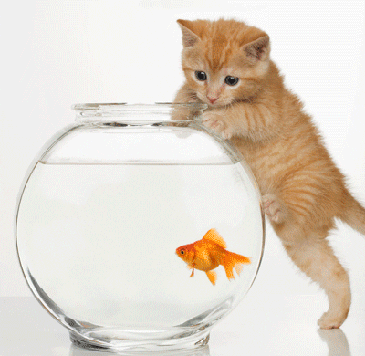 gold fish cat GIF