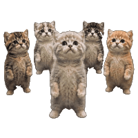 Dance Cat Sticker