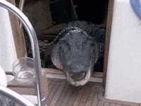 miamivice 80s elvis alligator gator GIF