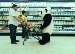 panda bear GIF