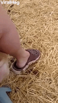 Calf Tries To Feed From Caretaker GIF by ViralHog