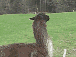Sheep Deal With It GIF