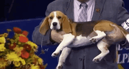 national dog show 2018 GIF by NBC