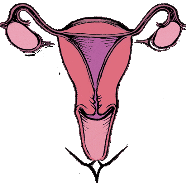 thedivacup period menstruation eco friendly periods Sticker