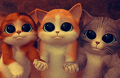 แมวน่ารัก