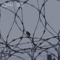 Art Love GIF by American Masters on PBS