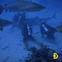 Mothersharker GIF by Shark Week
